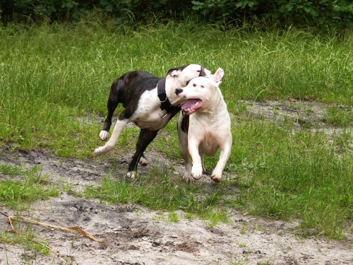 Lola i Benek, Kruczek, lipiec 2011