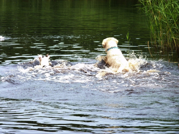 Brutus i Lola, Kruczek, lipiec 2011